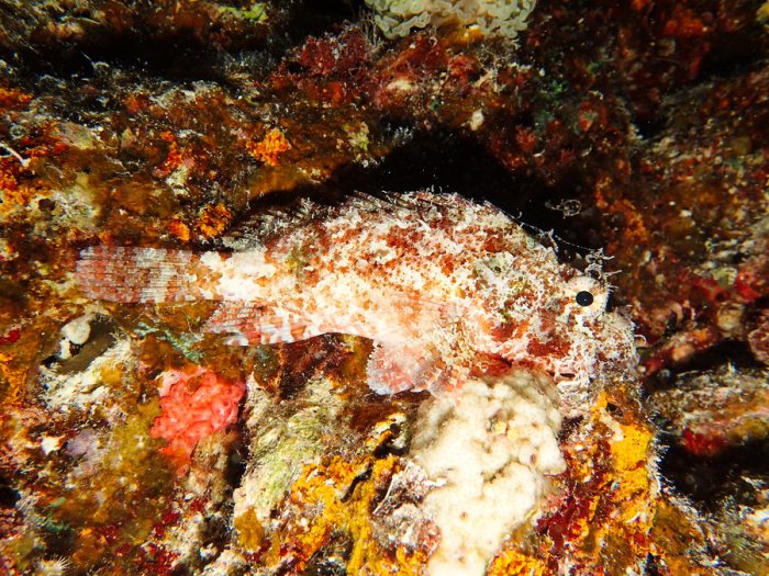 Sebastapistes sp.