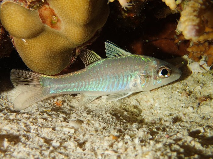 Poissons osseux