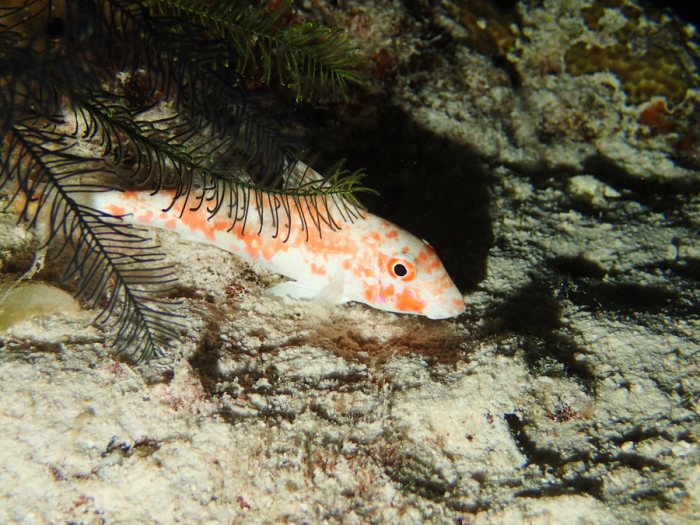 Poissons osseux