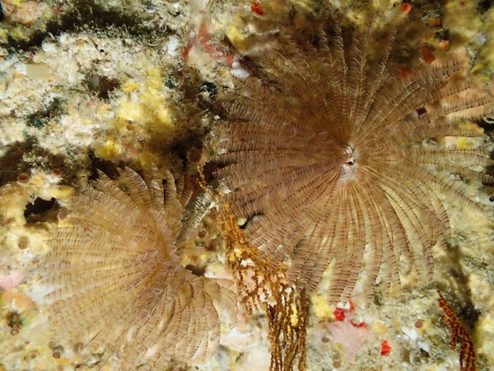 Sabellidae sp.