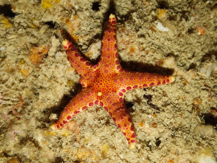 Étoile de mer