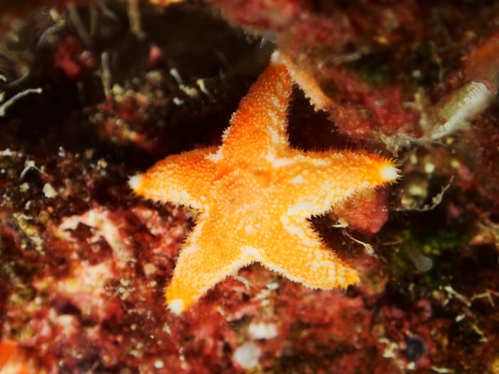 Étoile de mer