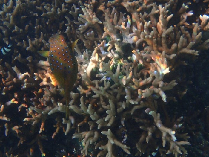 Ostracion cubicus