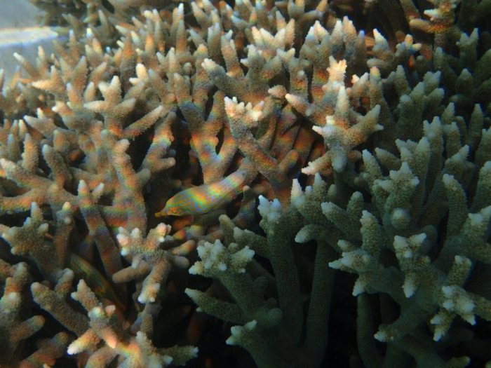 Oxymonacanthus longirostris