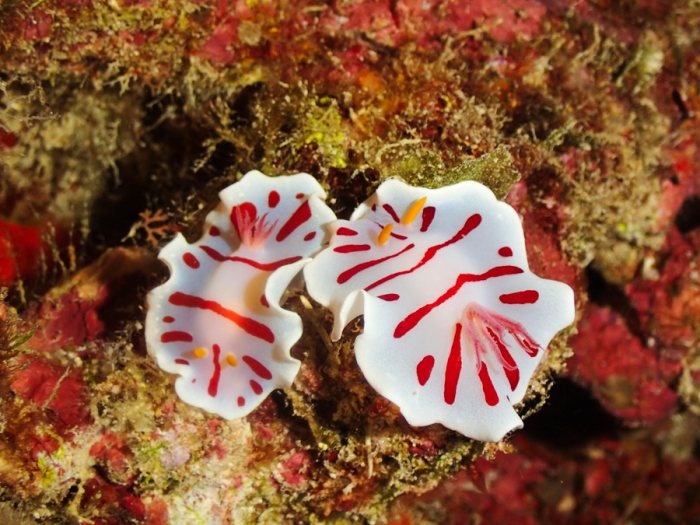 Verconia catalai