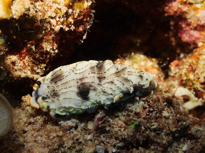 Dermatobranchus gonatophora