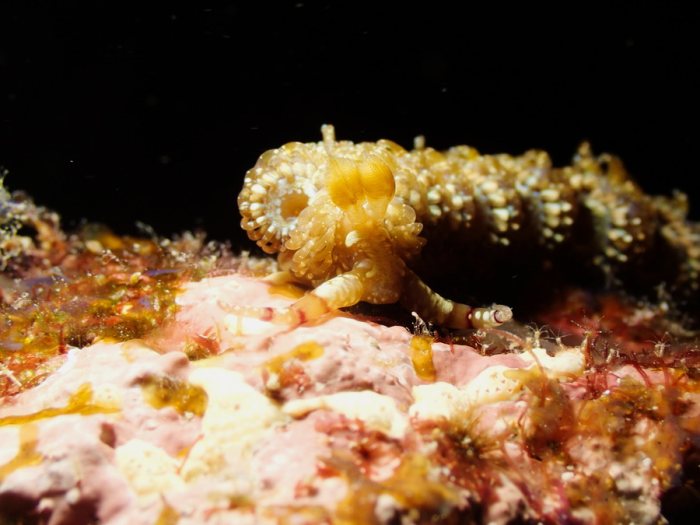 Pteraeolidia ianthina