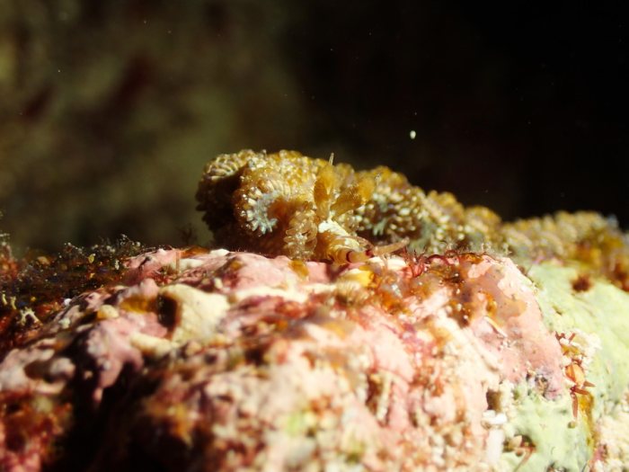 Pteraeolidia ianthina