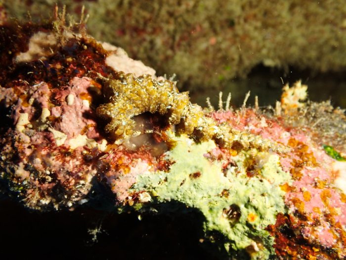 Pteraeolidia ianthina