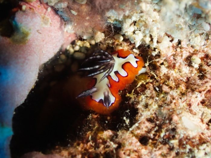 Goniobranchus fidelis