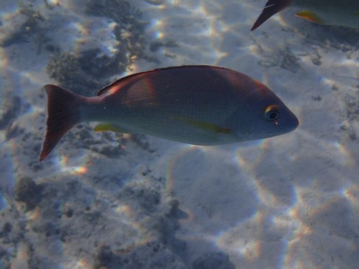 Lutjanus fulvus