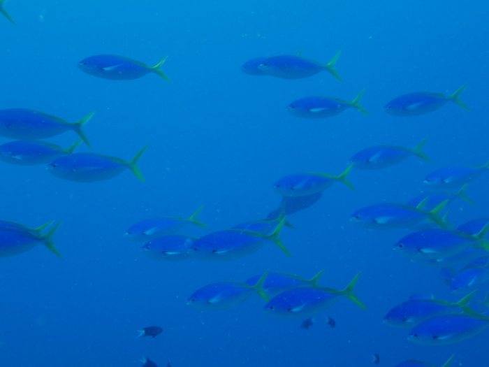 Poissons osseux