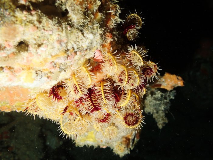 Crinoïde
