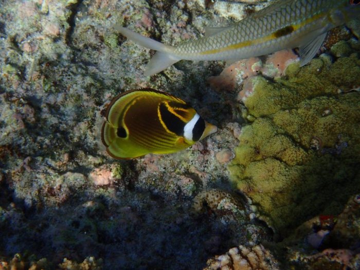 Chaetodon lunula