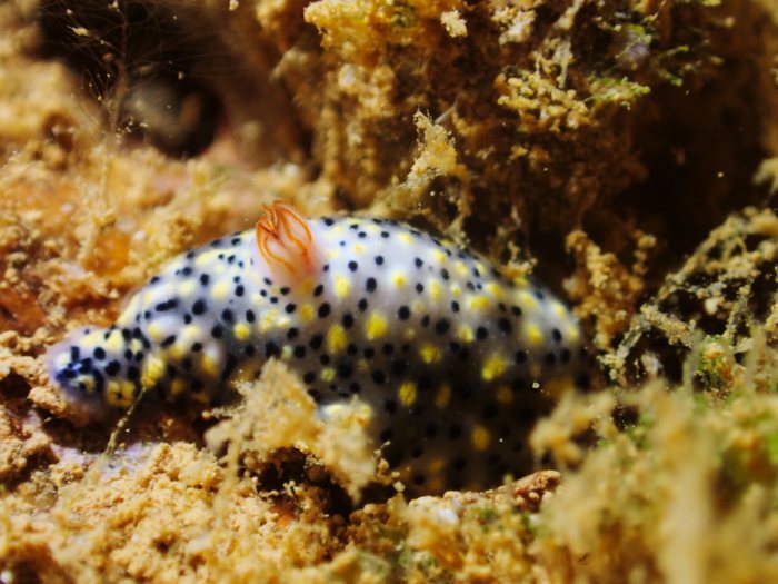 Hypselodoris infucata