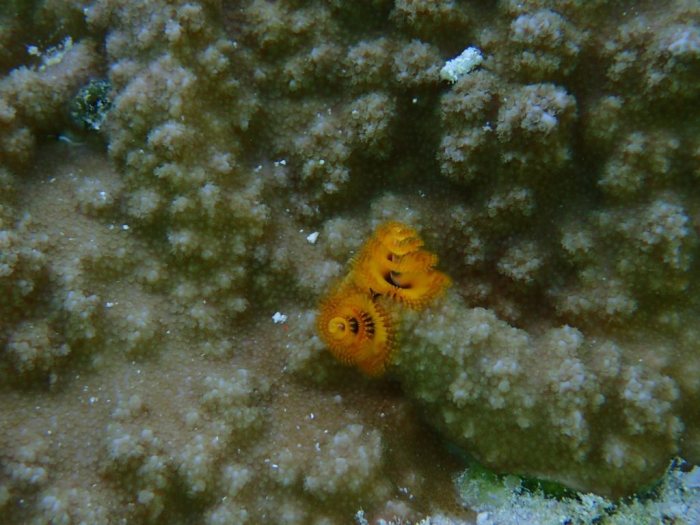 Spirobranchus corniculatus