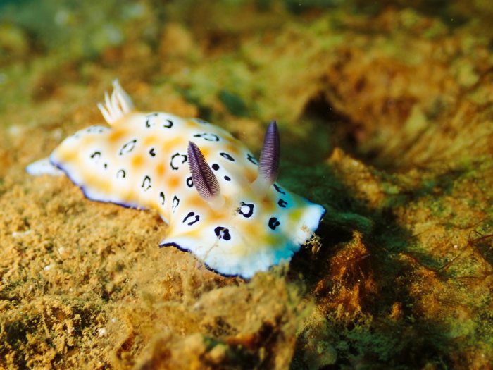 Hypselodoris tryoni