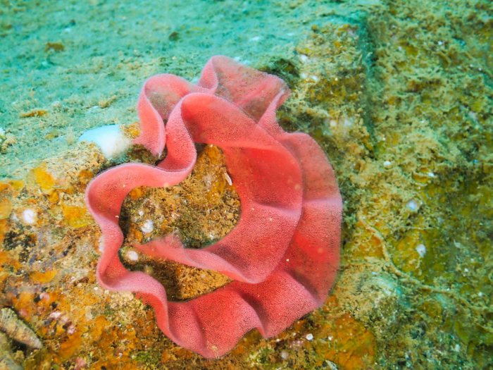 Hexabranchus sanguineus