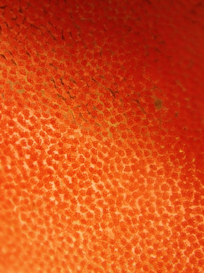 Hexabranchus sanguineus