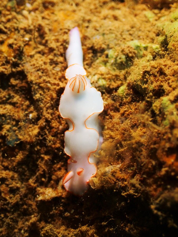 Thorunna furtiva