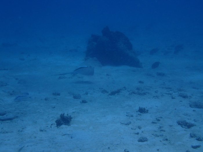 Neotrygon kuhlii