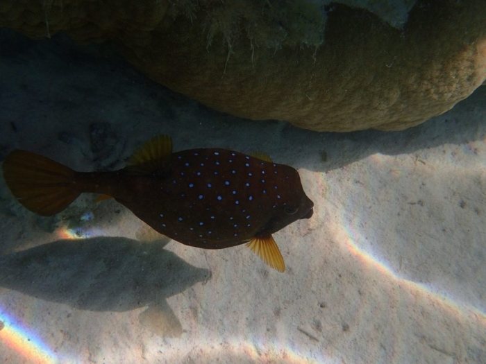 Ostracion cubicus