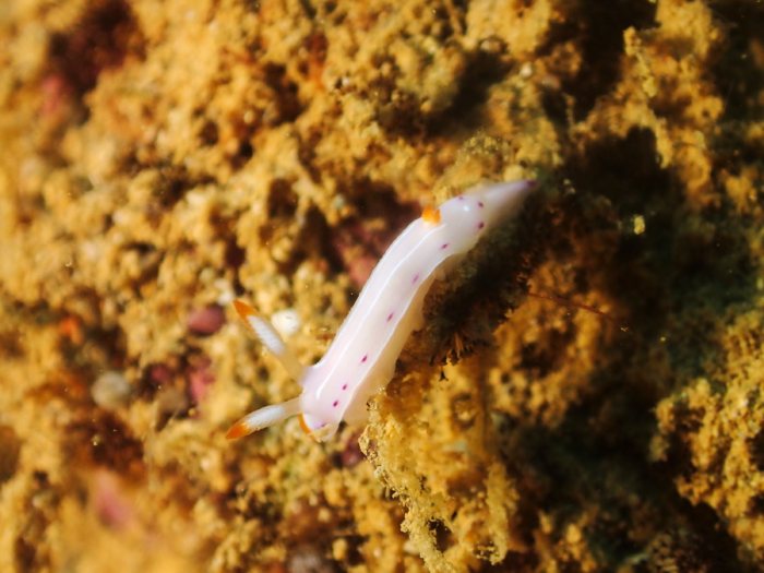 Thorunna florens
