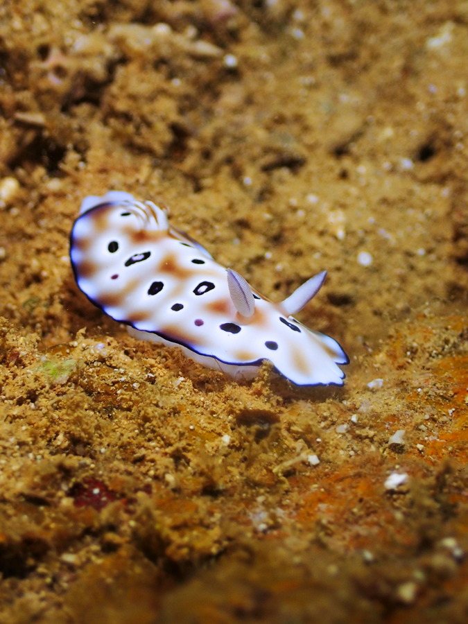 Chromodoris leopardus