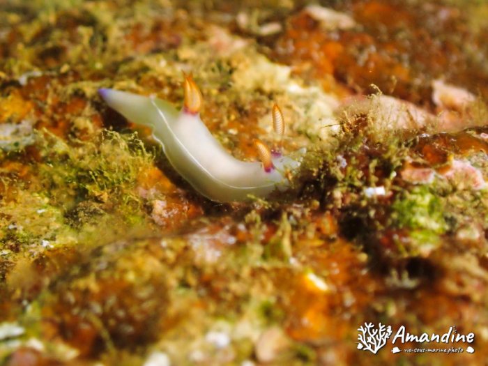 Thorunna sp.