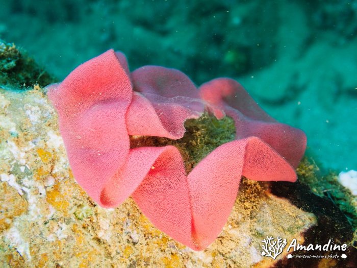 Hexabranchus sanguineus