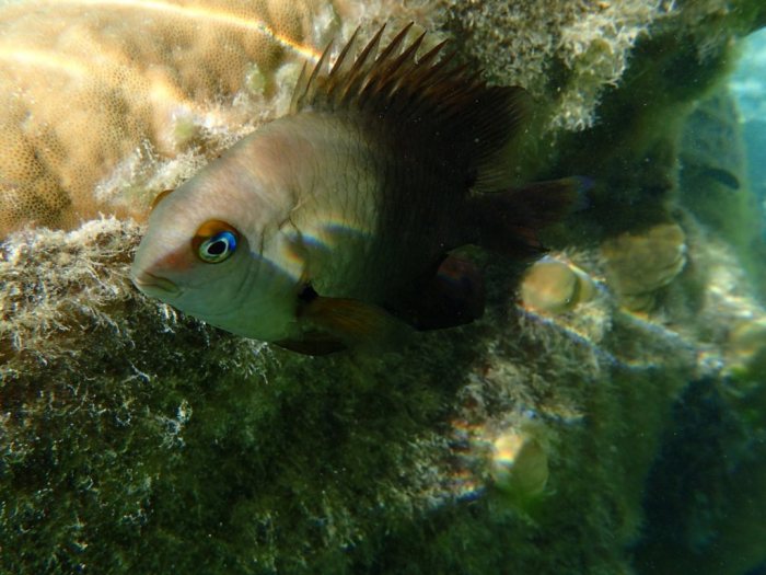 Stegastes nigricans