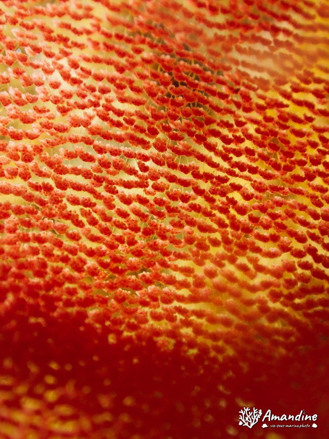 Hexabranchus sanguineus