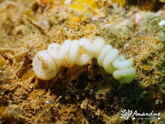 Nudibranche