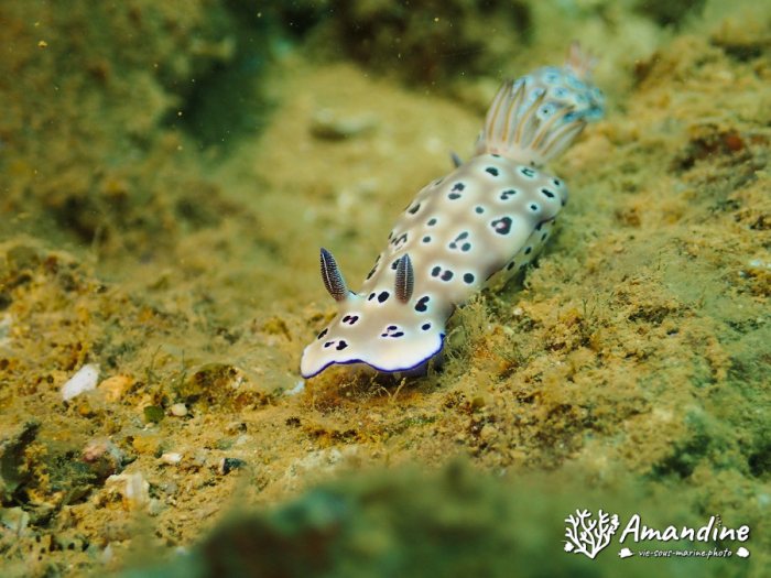Hypselodoris tryoni
