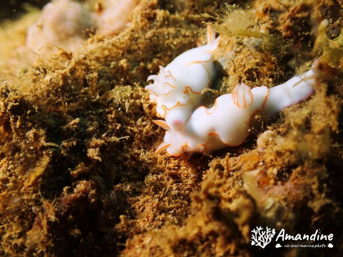 Thorunna furtiva