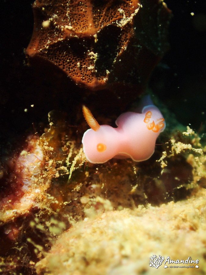 Verconia romeri