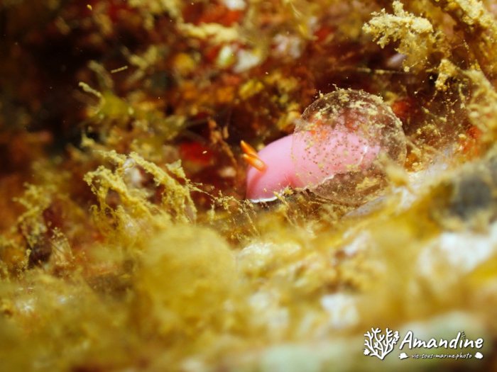 Verconia romeri