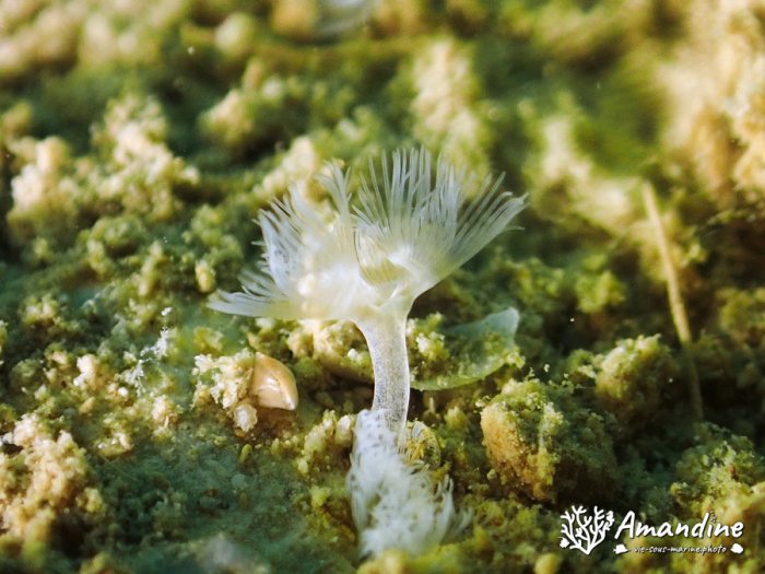 Phoronopsis sp.