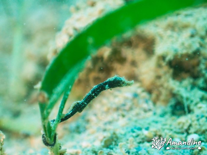 Acentronura sp.