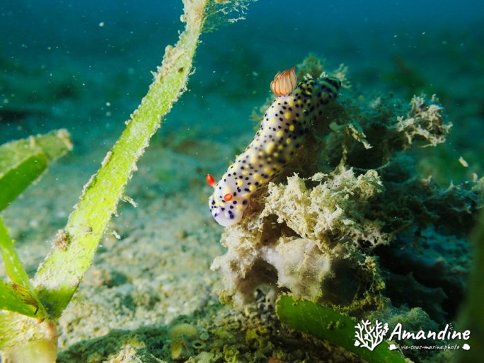Hypselodoris infucata
