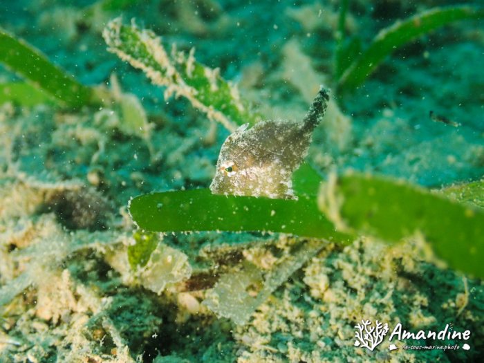 Paramonacanthus oblongus