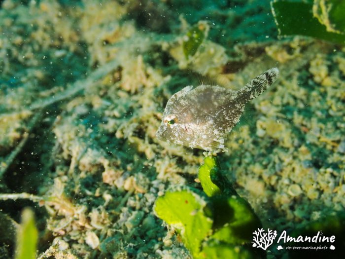 Paramonacanthus oblongus