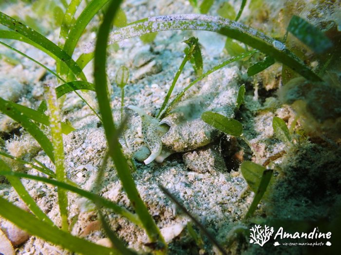 Plakobranchus ocellatus