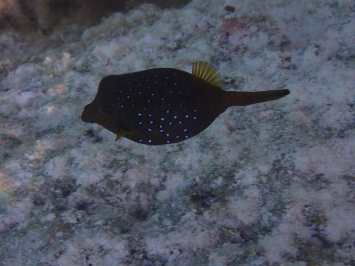 Ostracion cubicus