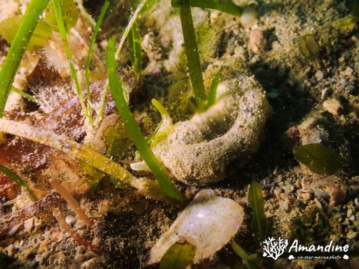 Plakobranchus ocellatus
