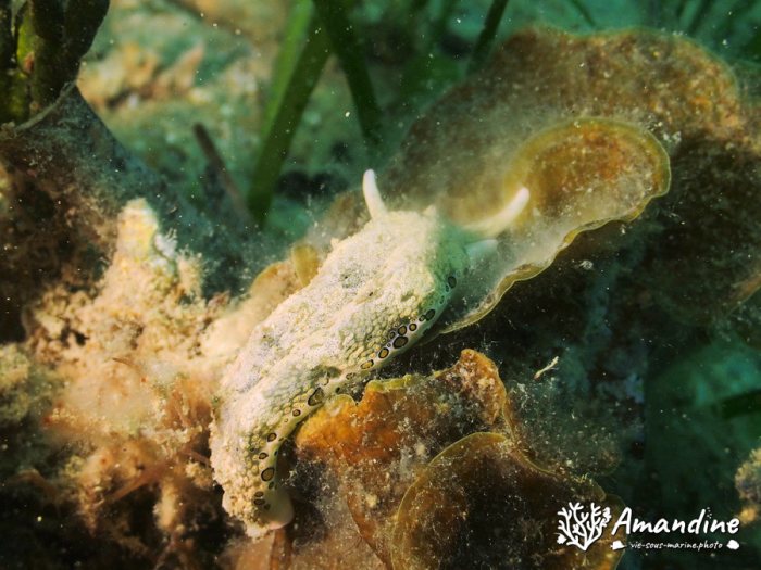 Plakobranchus ocellatus