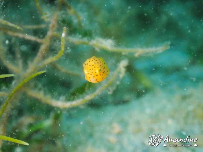 Ostracion cubicus