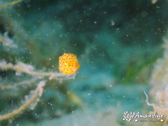 Ostracion cubicus