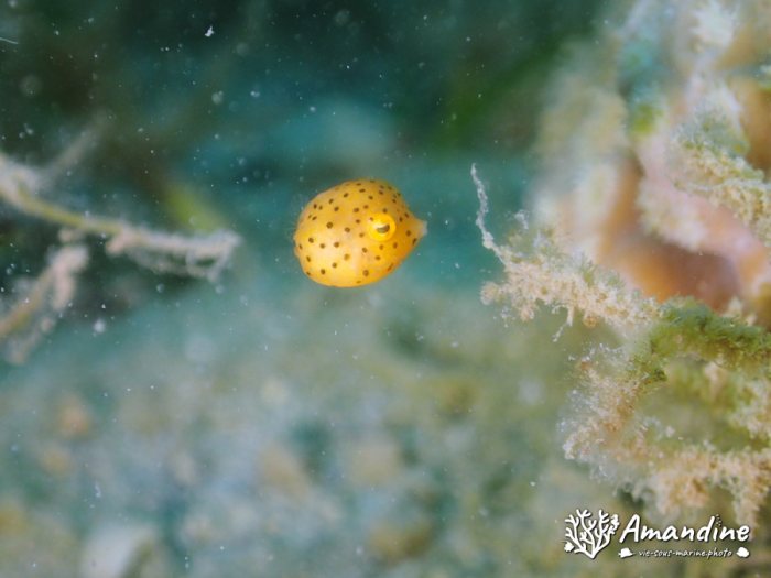 Ostracion cubicus
