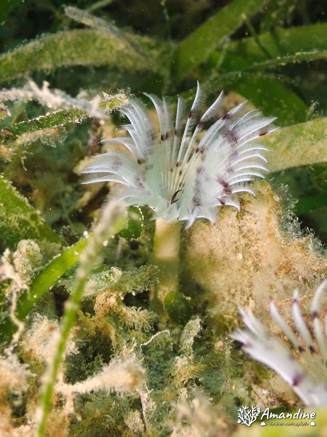 Sabellidae sp.